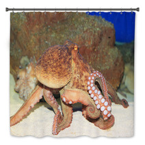 Common Octopus (Octopus Vulgaris) In Japan Bath Decor 65342602