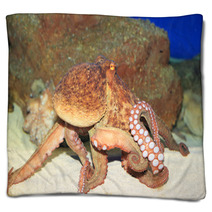 Common Octopus (Octopus Vulgaris) In Japan Blankets 65342602