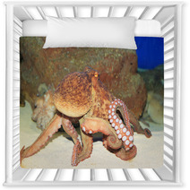 Common Octopus (Octopus Vulgaris) In Japan Nursery Decor 65342602