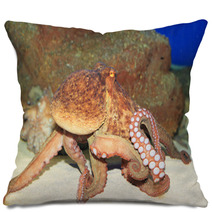 Common Octopus (Octopus Vulgaris) In Japan Pillows 65342602