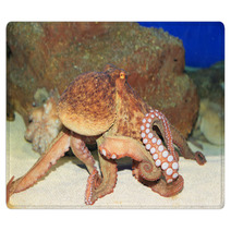 Common Octopus (Octopus Vulgaris) In Japan Rugs 65342602