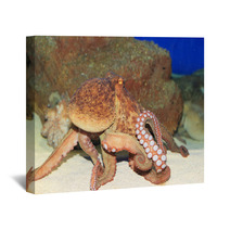 Common Octopus (Octopus Vulgaris) In Japan Wall Art 65342602