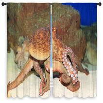 Common Octopus (Octopus Vulgaris) In Japan Window Curtains 65342602