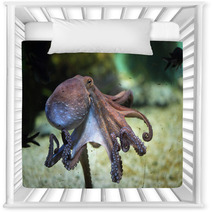 Common Octopus (Octopus Vulgaris). Nursery Decor 85623986