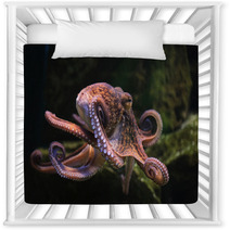 Common Octopus (Octopus Vulgaris). Nursery Decor 86211074