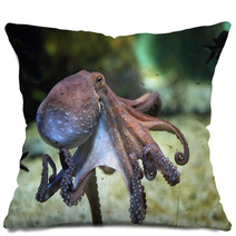 Common Octopus (Octopus Vulgaris). Pillows 85623986