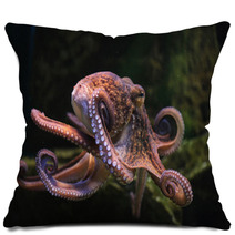 Common Octopus (Octopus Vulgaris). Pillows 86211074
