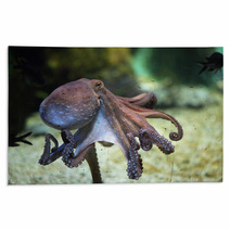 Common Octopus (Octopus Vulgaris). Rugs 85623986