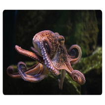 Common Octopus (Octopus Vulgaris). Rugs 86211074