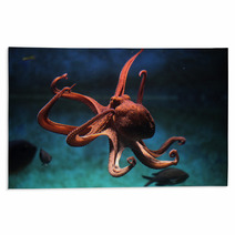 Common Octopus (Octopus Vulgaris). Rugs 87205153