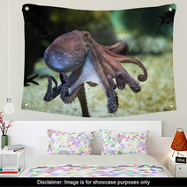 Common Octopus (Octopus Vulgaris). Wall Art 85623986