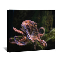 Common Octopus (Octopus Vulgaris). Wall Art 86211074