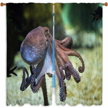 Common Octopus (Octopus Vulgaris). Window Curtains 85623986