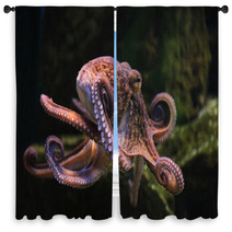 Common Octopus (Octopus Vulgaris). Window Curtains 86211074