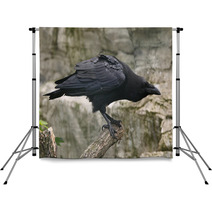 Common Raven (Corvus Corax). Backdrops 86513045