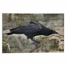 Common Raven (Corvus Corax). Rugs 86513045
