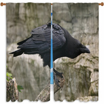 Common Raven (Corvus Corax). Window Curtains 86513045