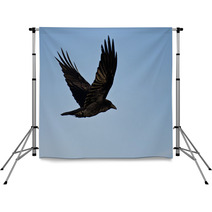 Common Raven Flying In A Blue Sky Backdrops 64117478