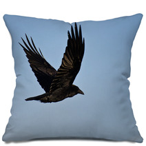 Common Raven Flying In A Blue Sky Pillows 64117478