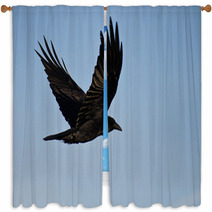 Common Raven Flying In A Blue Sky Window Curtains 64117478