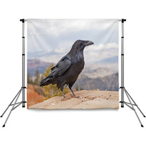 Common Raven On A Rock Ledge Backdrops 56657118
