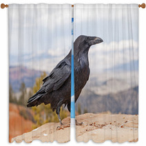 Common Raven On A Rock Ledge Window Curtains 56657118