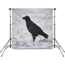 Common Raven On Snowy Grass Backdrops 99955436