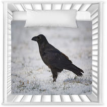 Common Raven On Snowy Grass Nursery Decor 99955436