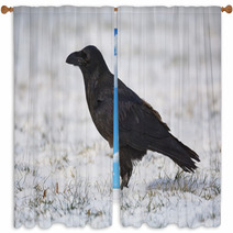 Common Raven On Snowy Grass Window Curtains 99955436