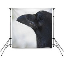 Common Raven Portrait Backdrops 99955409