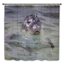 Common Seal, Phoca Vitulina, From The Water Watching Nearby Bath Decor 93788335