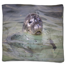 Common Seal, Phoca Vitulina, From The Water Watching Nearby Blankets 93788335