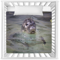Common Seal, Phoca Vitulina, From The Water Watching Nearby Nursery Decor 93788335