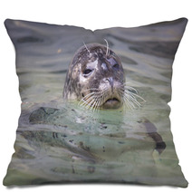 Common Seal, Phoca Vitulina, From The Water Watching Nearby Pillows 93788335