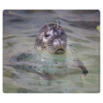 Common Seal, Phoca Vitulina, From The Water Watching Nearby Rugs 93788335