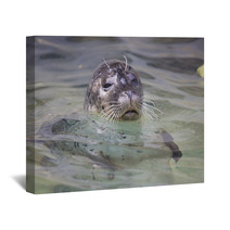 Common Seal, Phoca Vitulina, From The Water Watching Nearby Wall Art 93788335