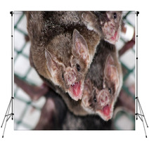 Common Vampire Bat (Desmodus Rotundus) In A Zoo Backdrops 56294078