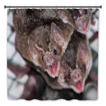 Common Vampire Bat (Desmodus Rotundus) In A Zoo Bath Decor 56294078
