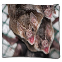 Common Vampire Bat (Desmodus Rotundus) In A Zoo Blankets 56294078