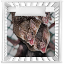 Common Vampire Bat (Desmodus Rotundus) In A Zoo Nursery Decor 56294078