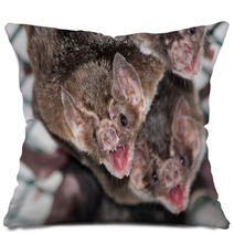 Common Vampire Bat (Desmodus Rotundus) In A Zoo Pillows 56294078