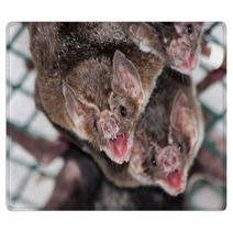 Common Vampire Bat (Desmodus Rotundus) In A Zoo Rugs 56294078
