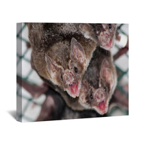Common Vampire Bat (Desmodus Rotundus) In A Zoo Wall Art 56294078