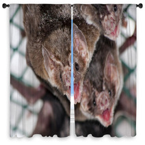 Common Vampire Bat (Desmodus Rotundus) In A Zoo Window Curtains 56294078