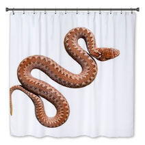 Common Viper Snake Isolated On White Bath Decor 54989674
