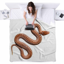 Common Viper Snake Isolated On White Blankets 54989674