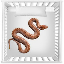 Common Viper Snake Isolated On White Nursery Decor 54989674