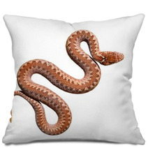 Common Viper Snake Isolated On White Pillows 54989674