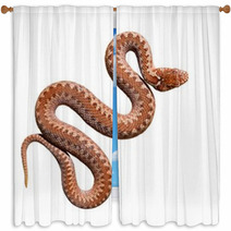 Common Viper Snake Isolated On White Window Curtains 54989674