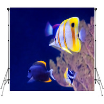 Copperband Butterfly Fish Backdrops 60679011